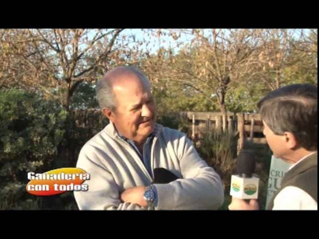 35 Años Modelando Angus