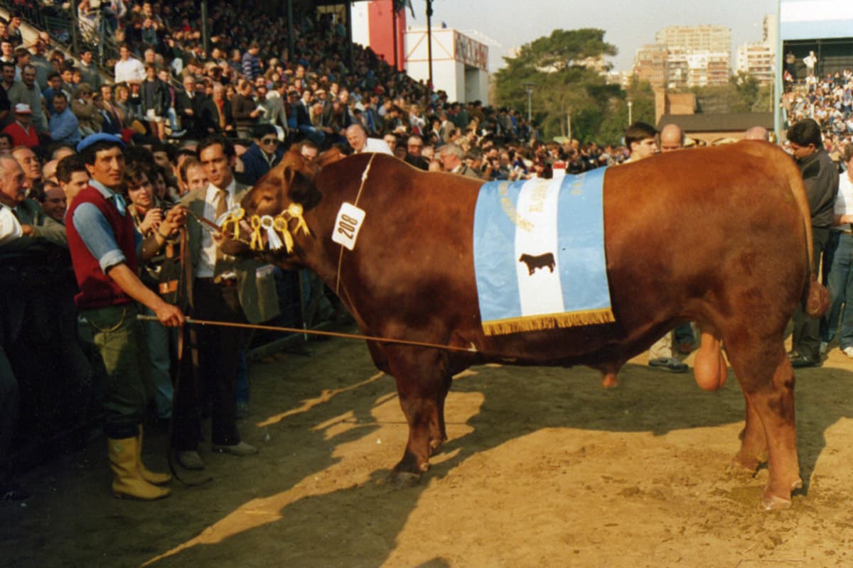 CSM 334 Yeroviá, Bicampeón Angus en Palermo