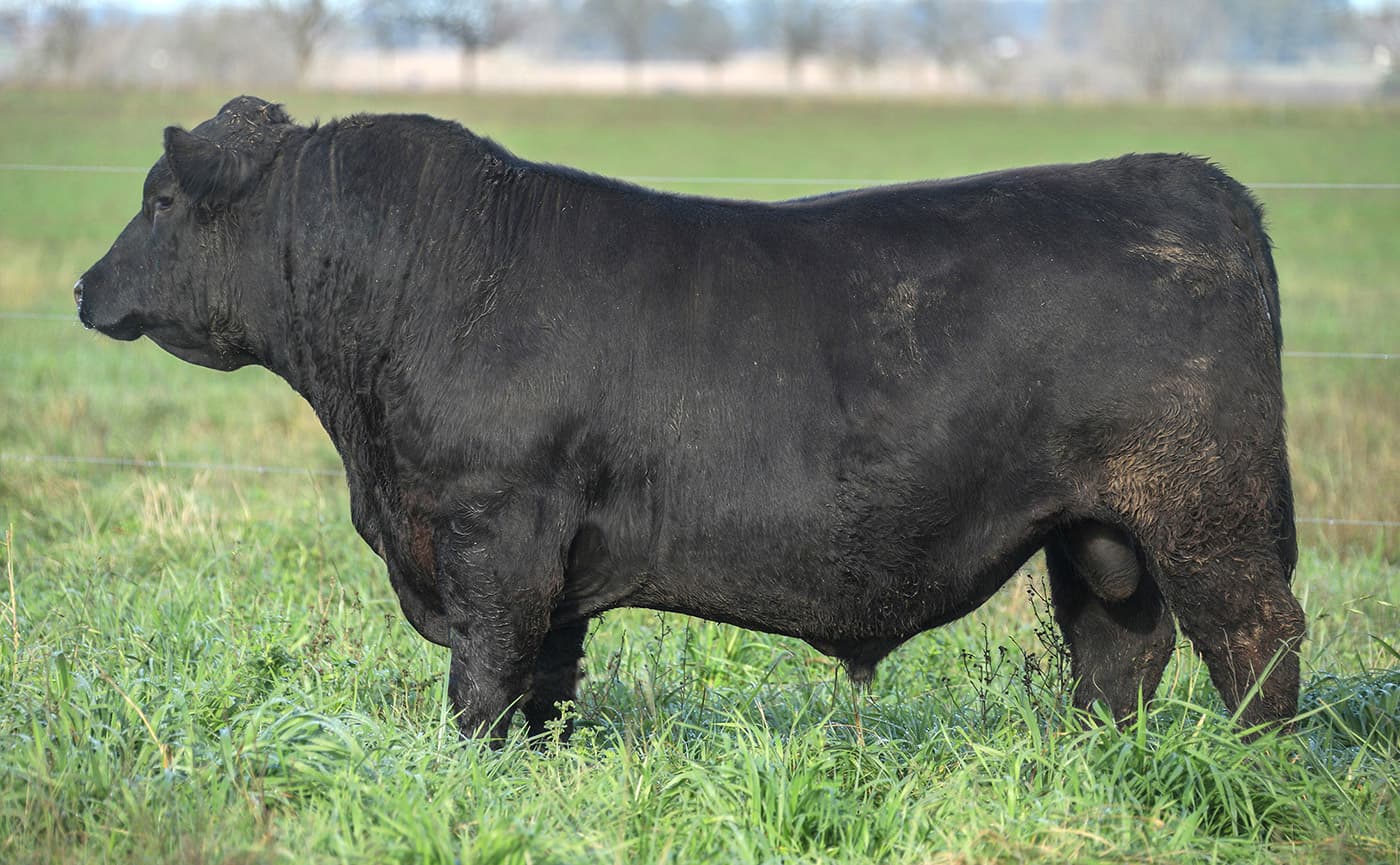 Curarú F342