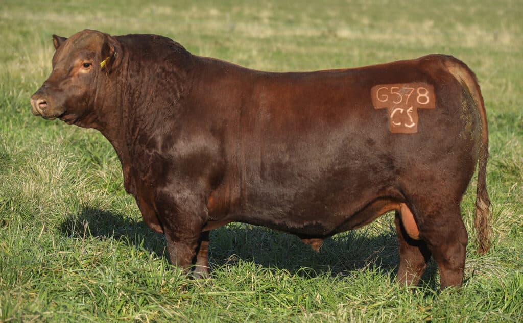 Guatraché G578