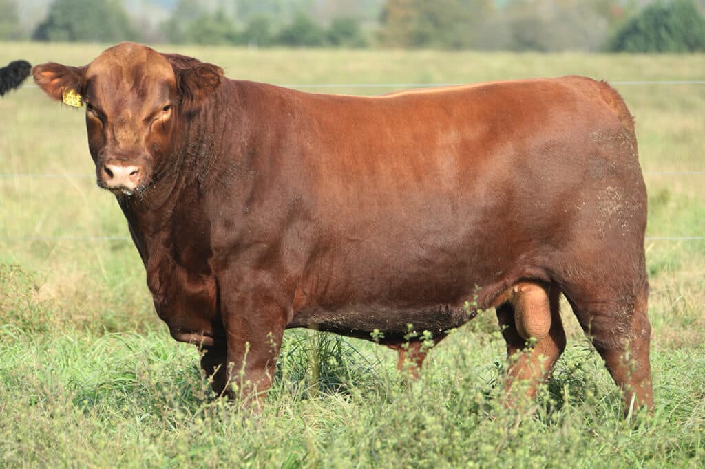 Huaina 3164