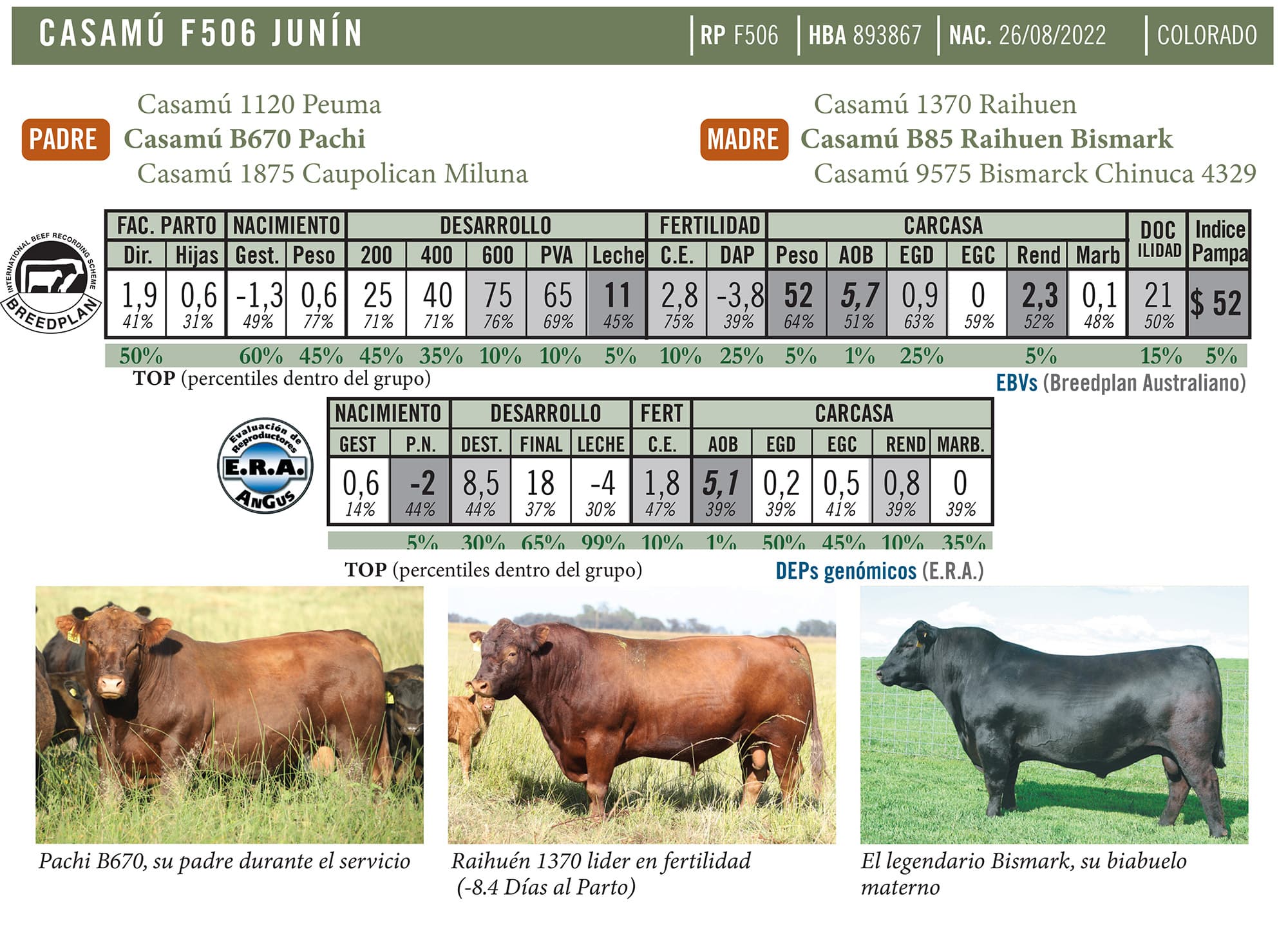 Ficha técnica — Junín