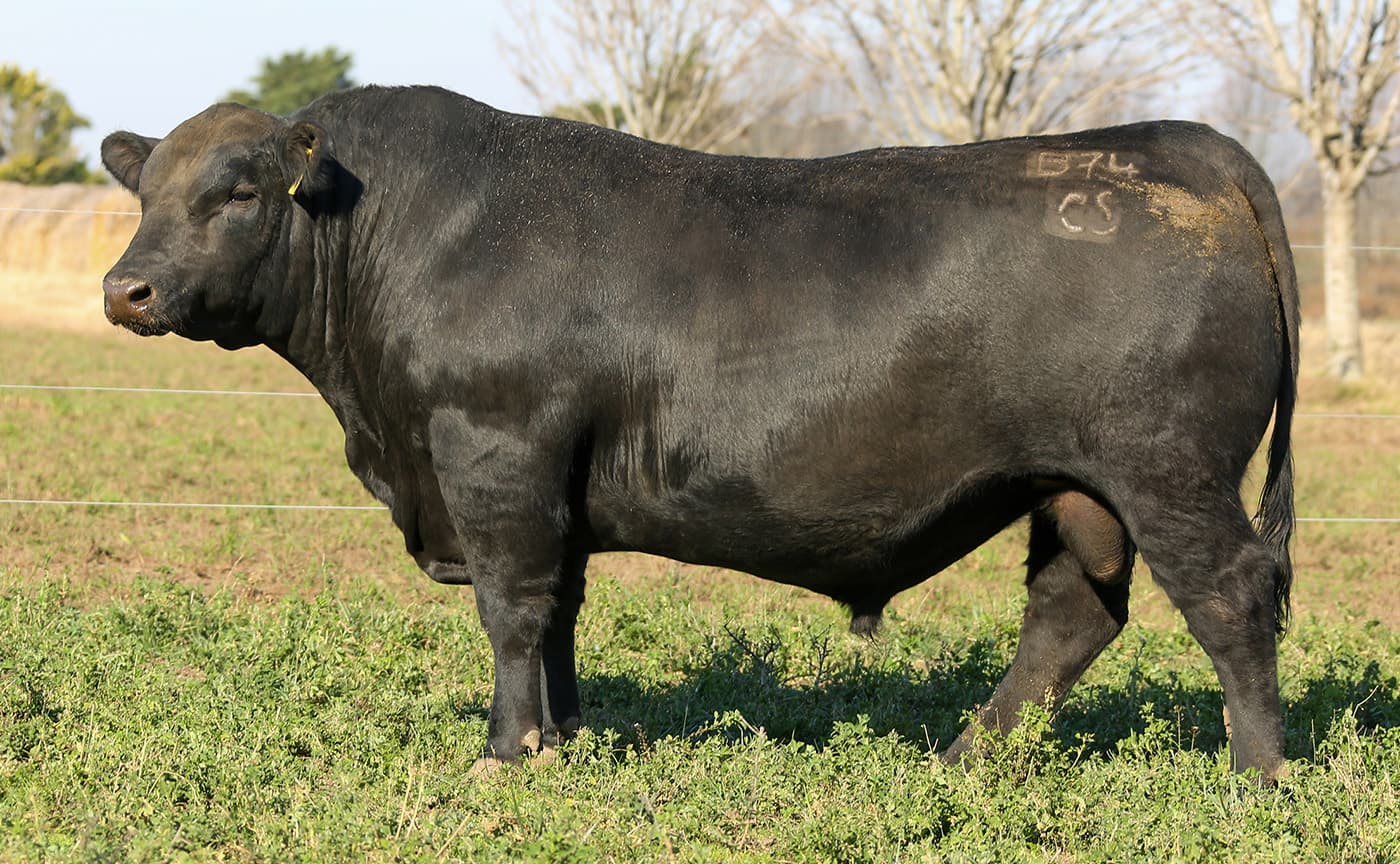 Paila B74