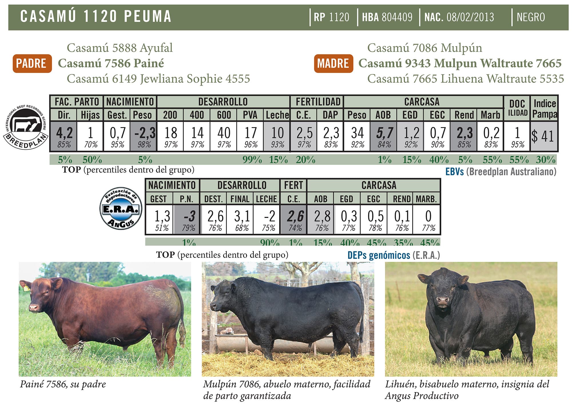 Ficha técnica — Peuma