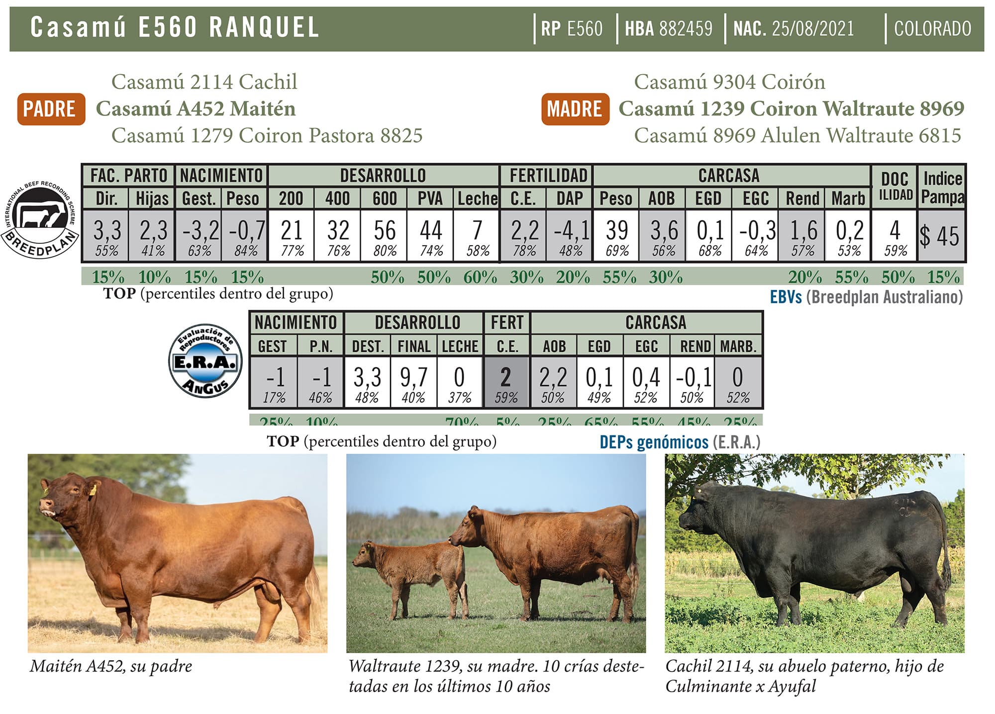 Ficha técnica — Ranquel