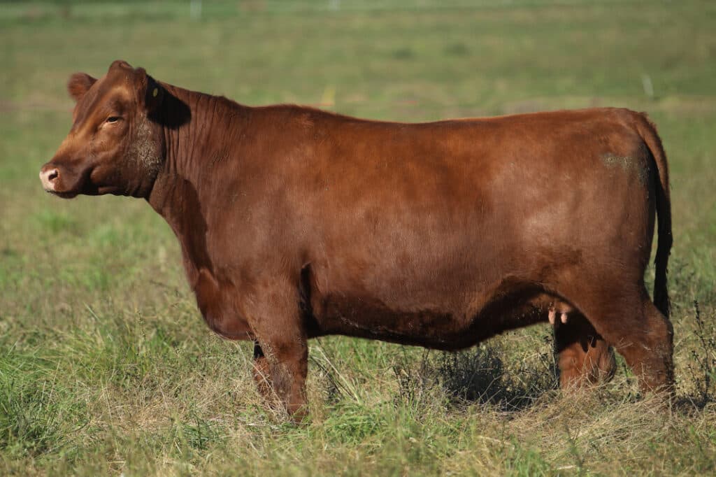 Renca B458