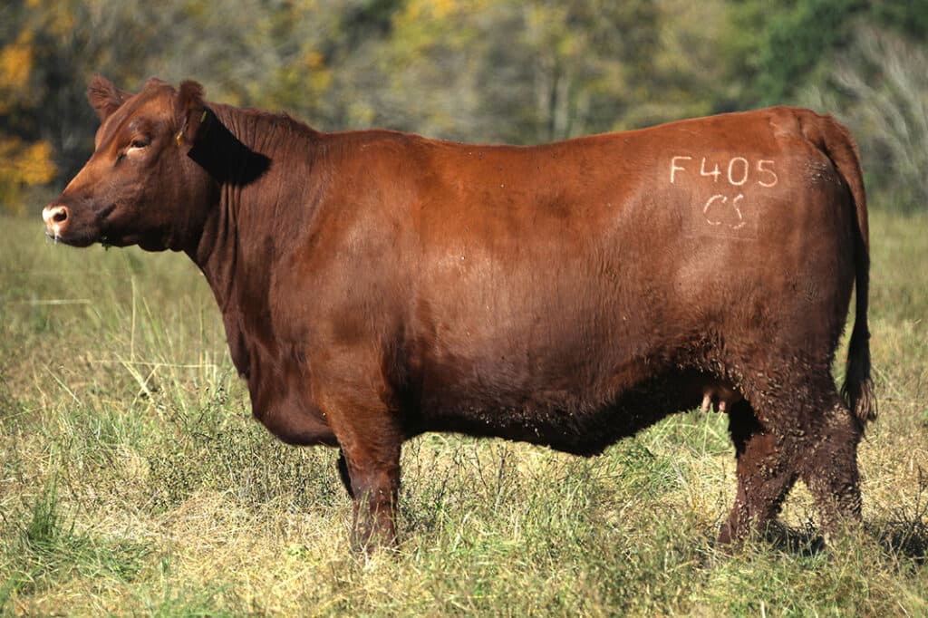 Renca B458