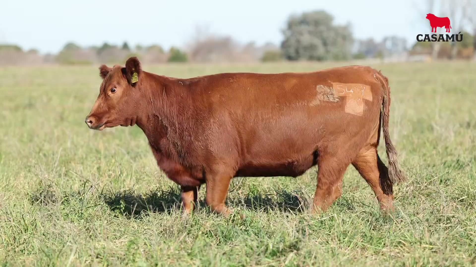 Vaquillona RP 5417 · Lote 65