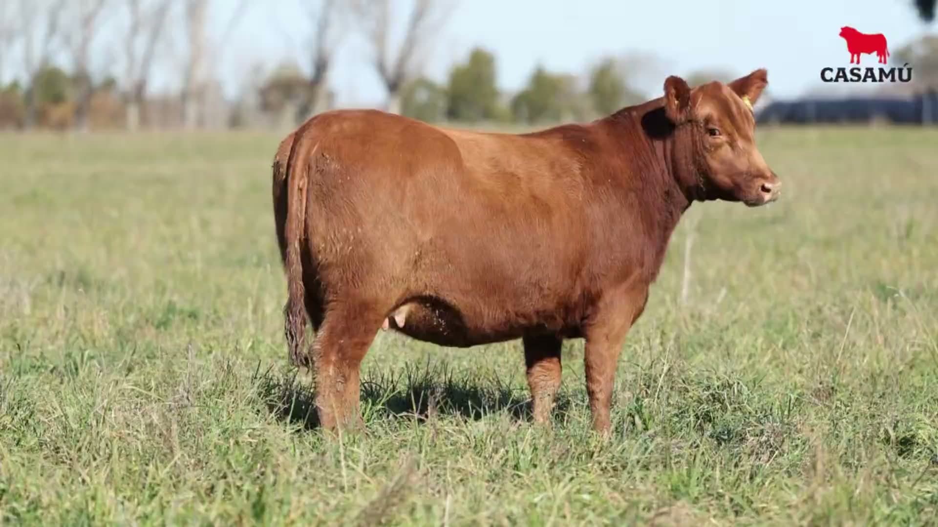 Vaquillona RP 5235 · Lote 74