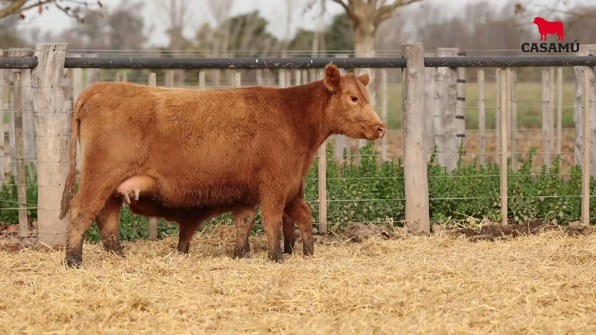 Vaca RP G489 · Lote 57