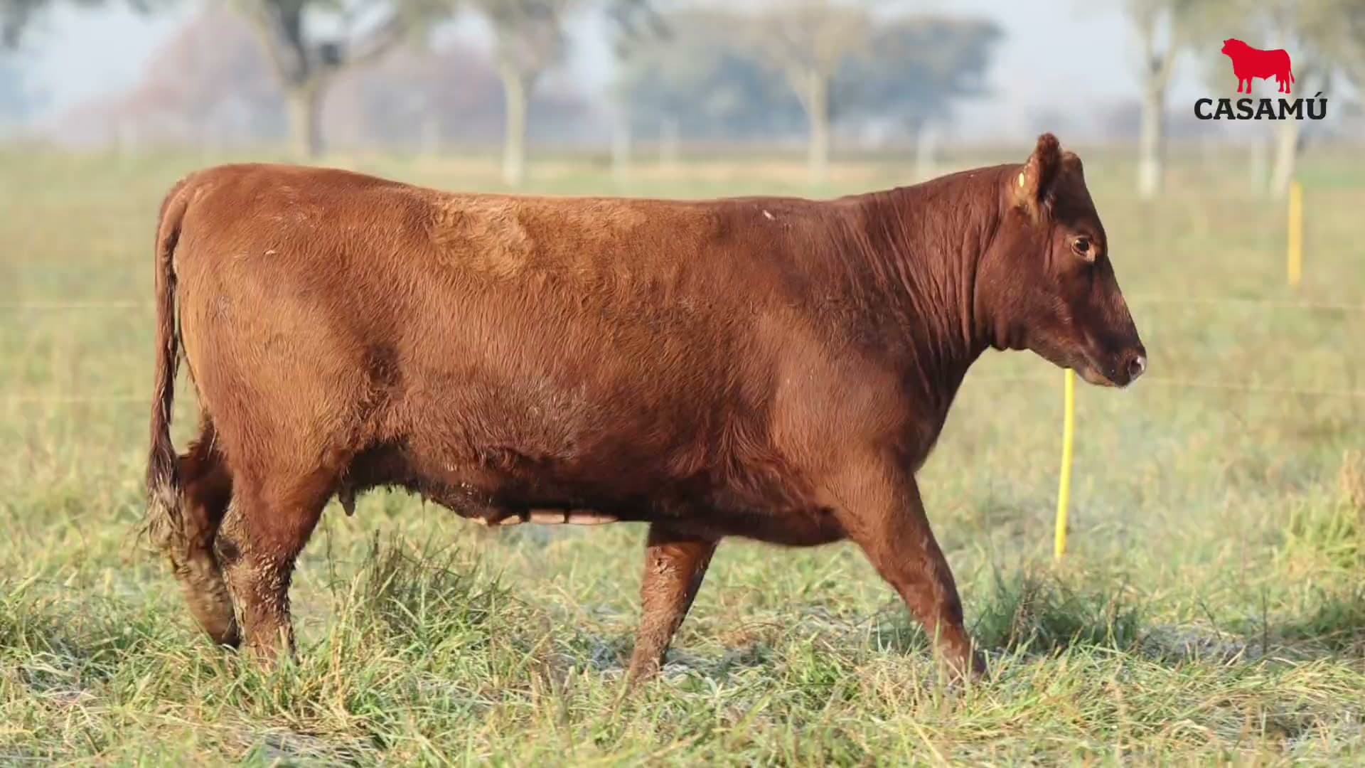 Vaquillona RP 5219 · Lote 72