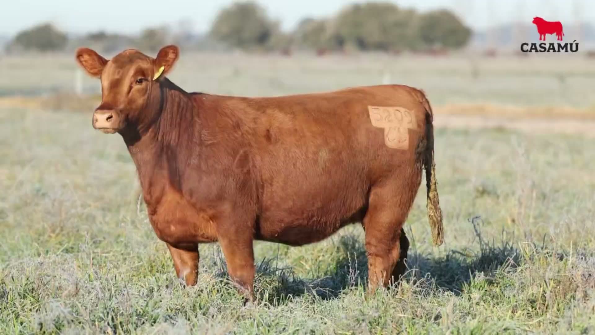 Vaquillona RP 5209 · Lote 66