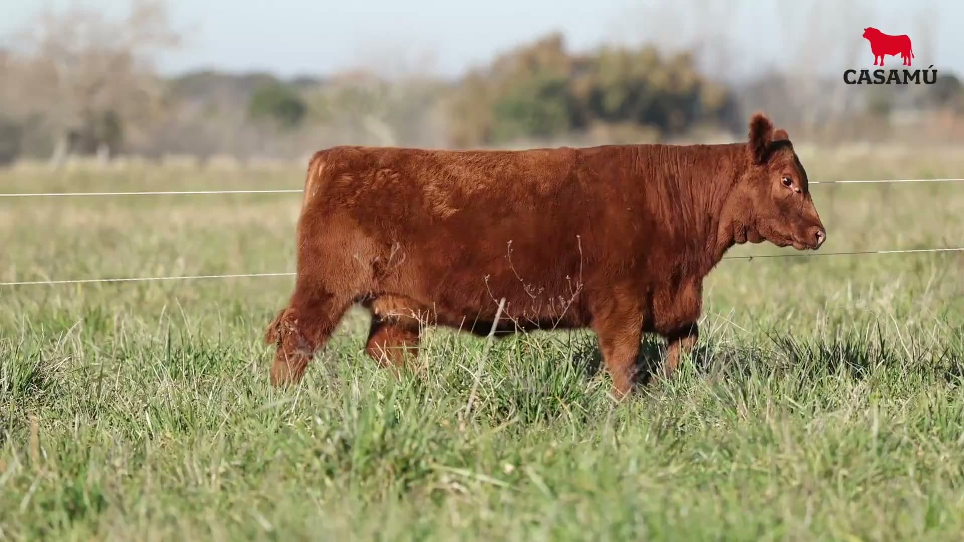 Ternera RP J5879 · Lote 61