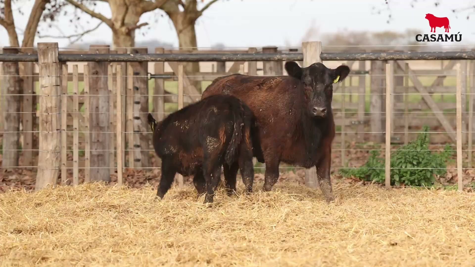Vaca RP G857 · Lote 58