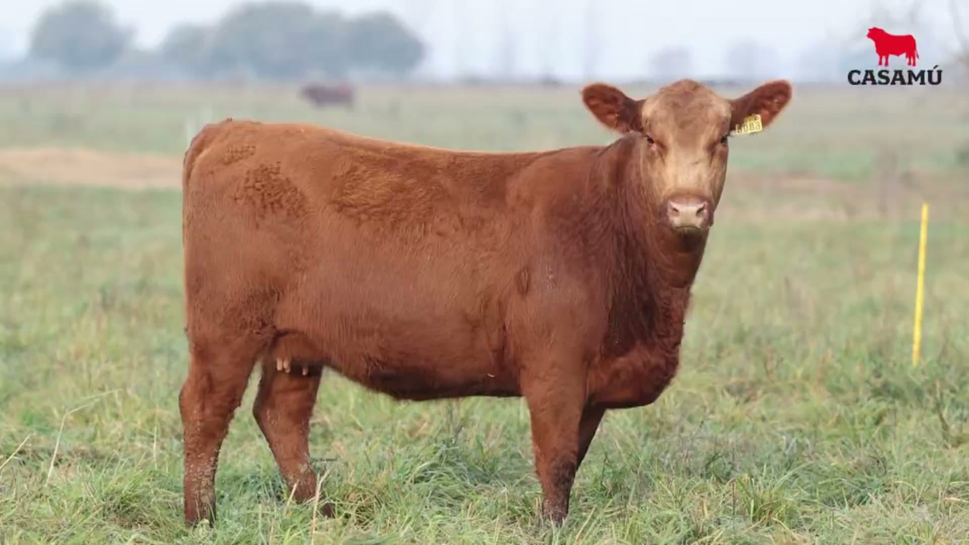 Vaquillona RP 5083 · Lote 71