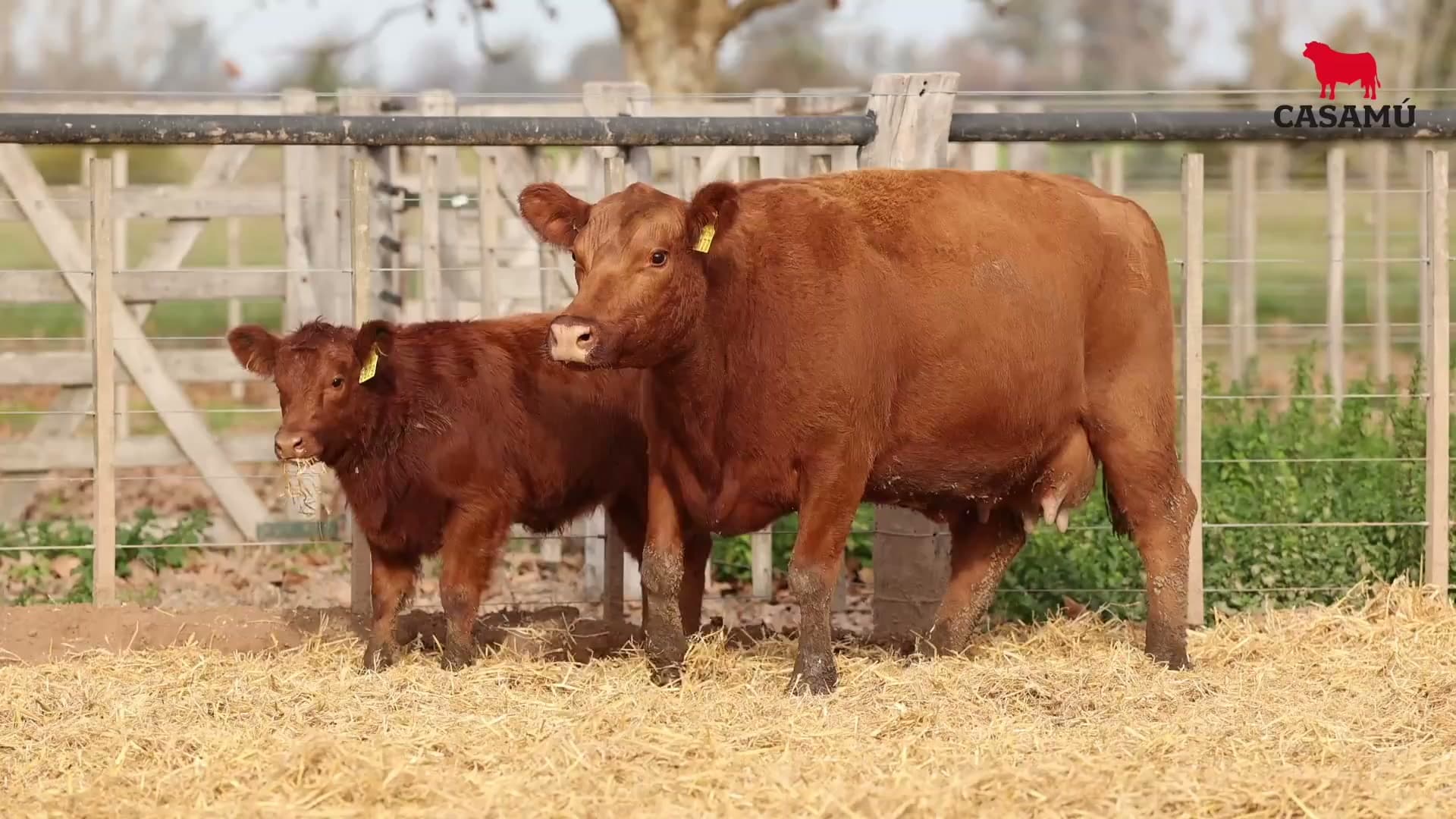 Vaca RP E177 · Lote 57