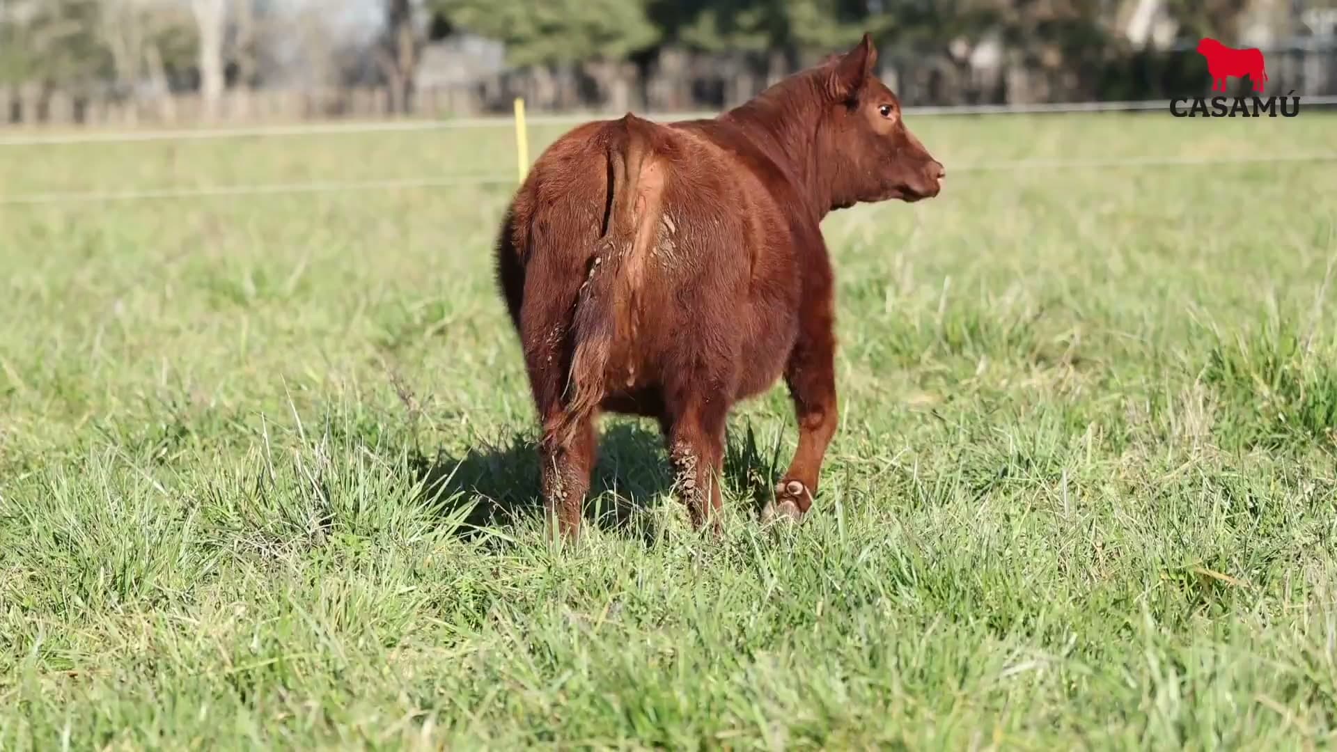 Ternera RP J5851 · Lote 61