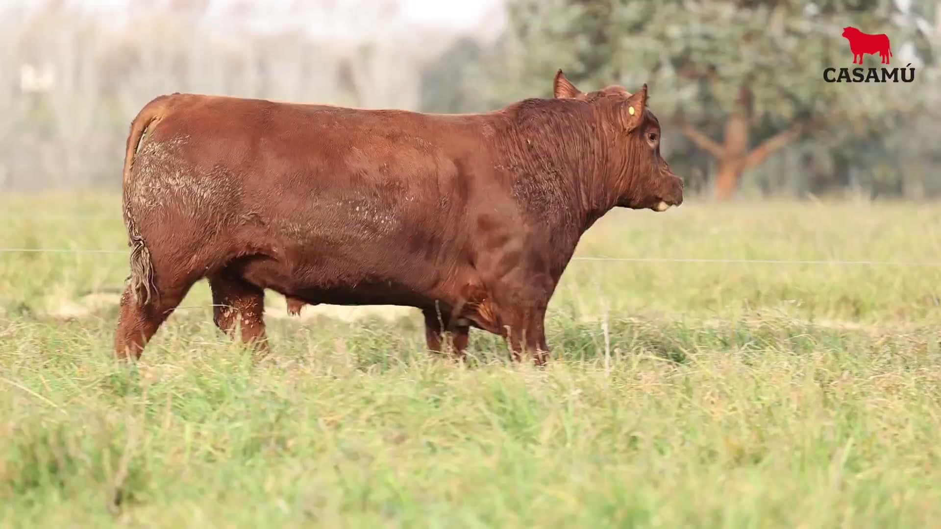 Toro RP 5166 · Lote 6