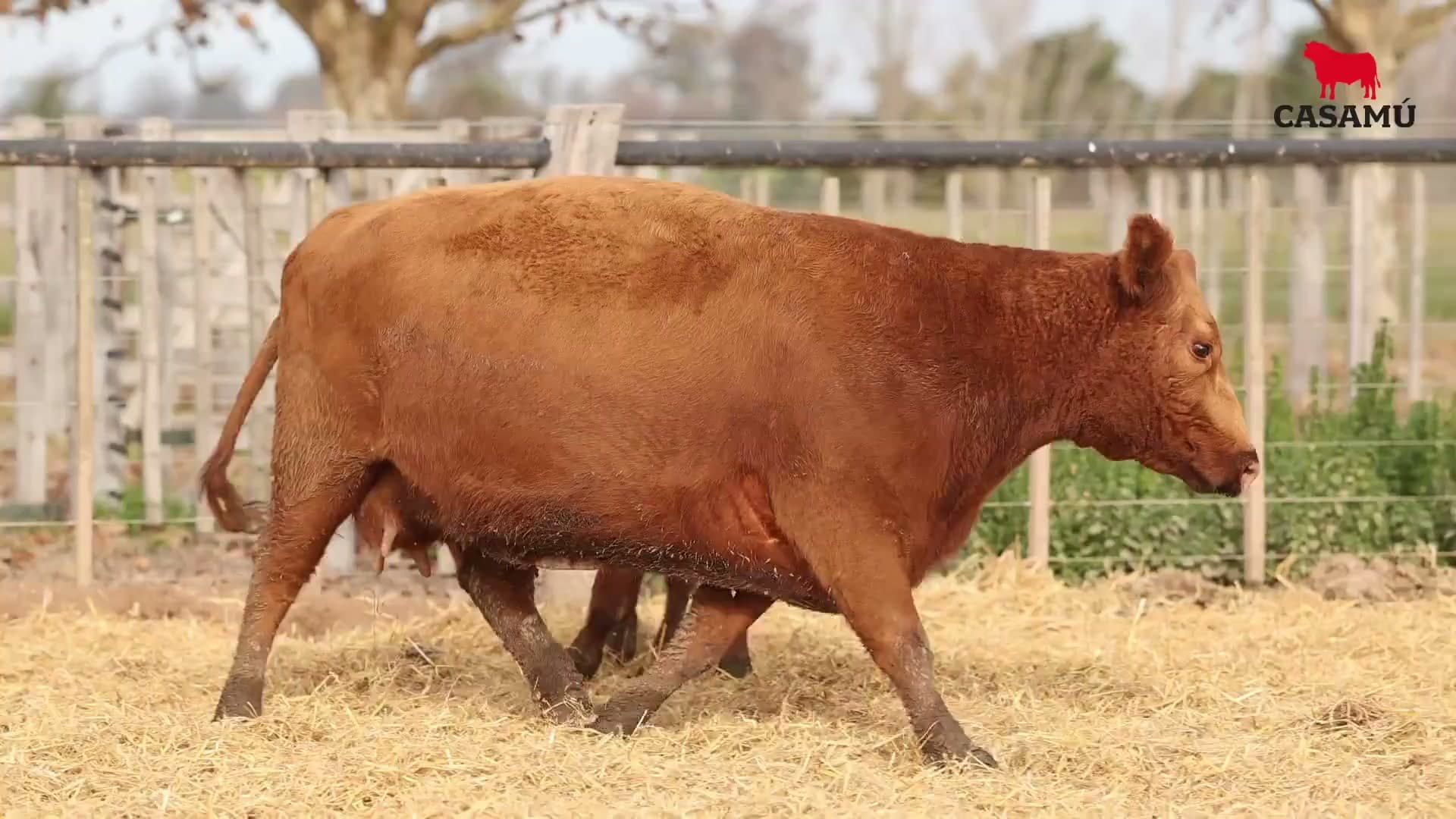 Vaca RP C313 · Lote 50