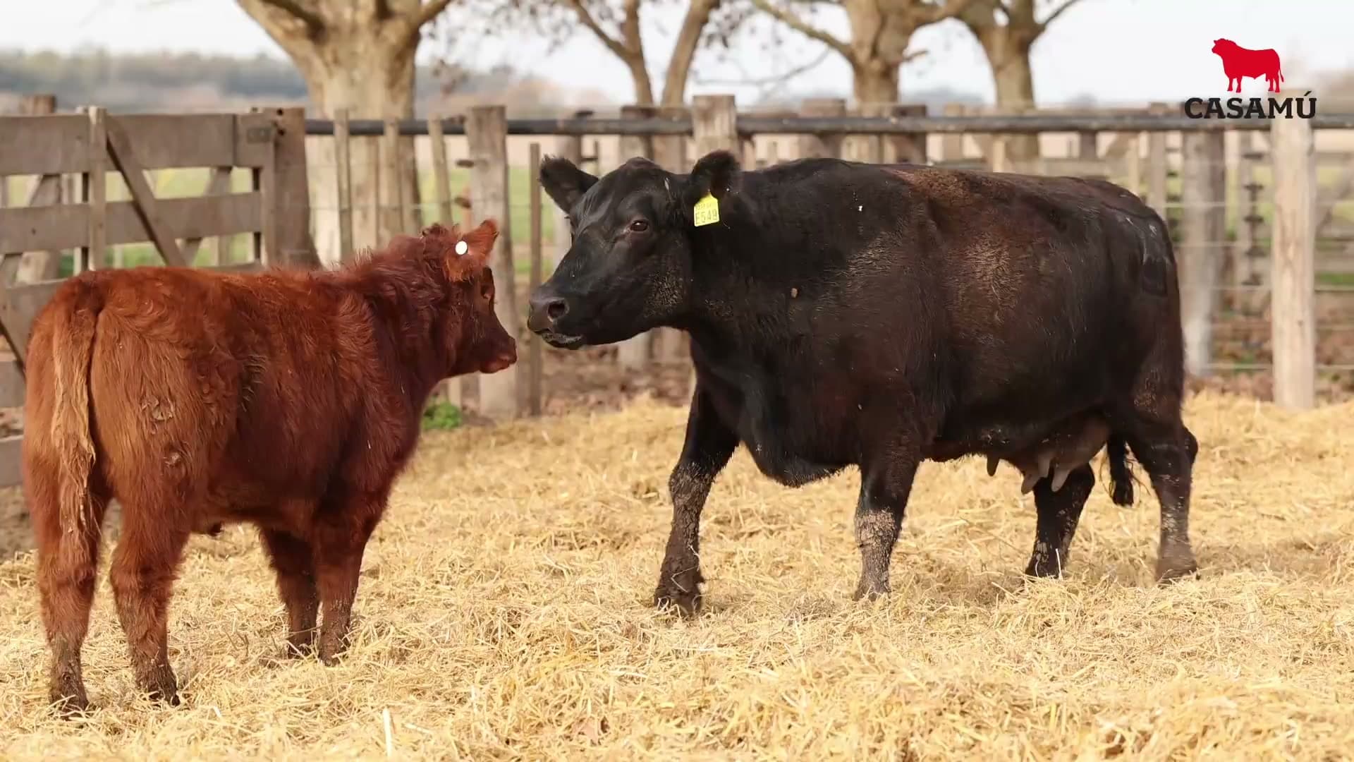 Vaca RP E549 · Lote 49