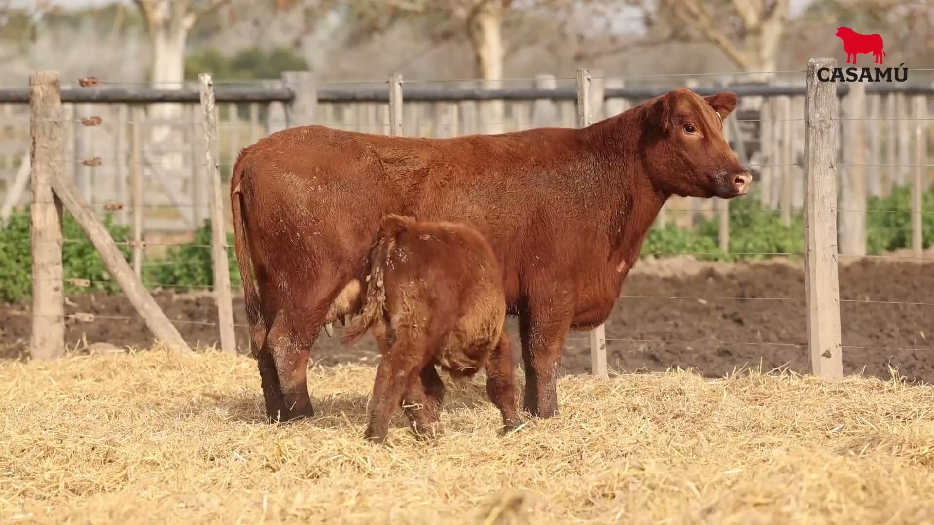 Vaca RP H307 · Lote 54
