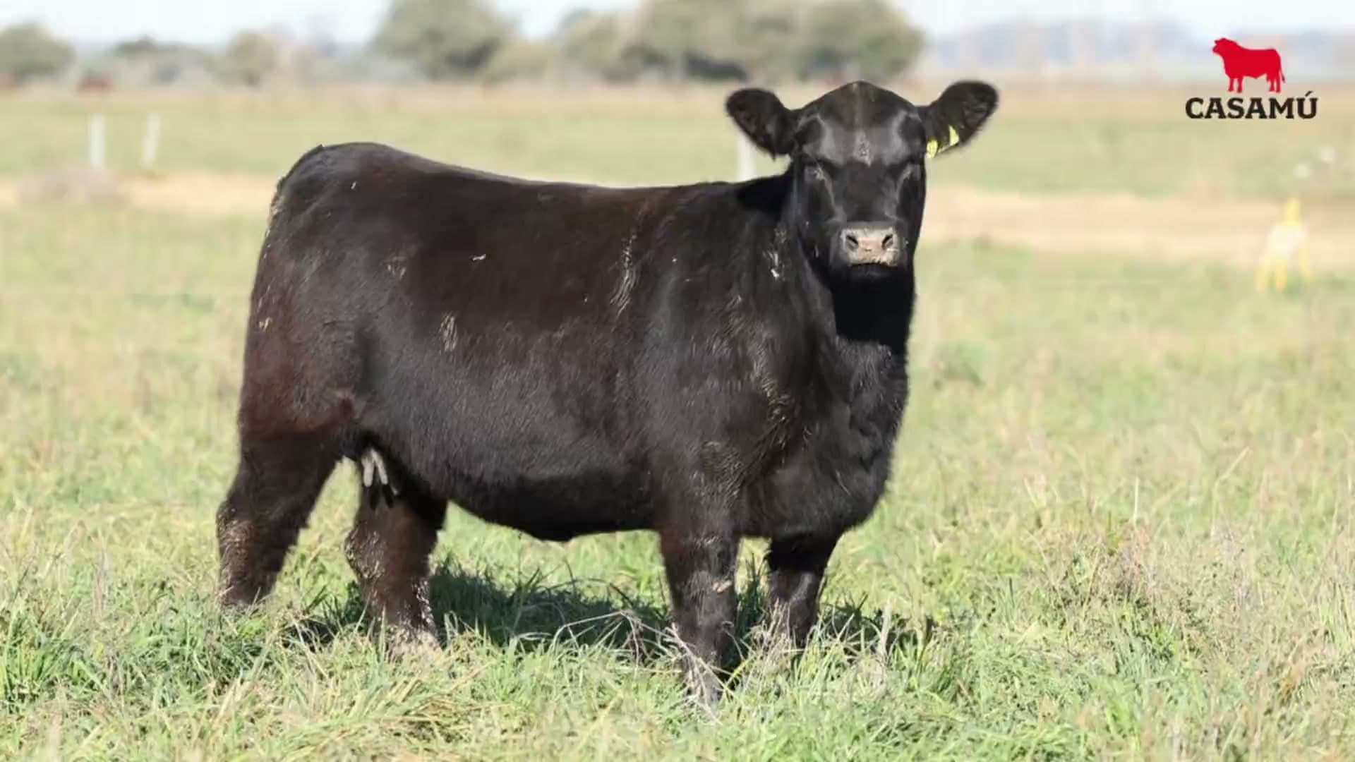 Vaquillona RP 5481 · Lote 69