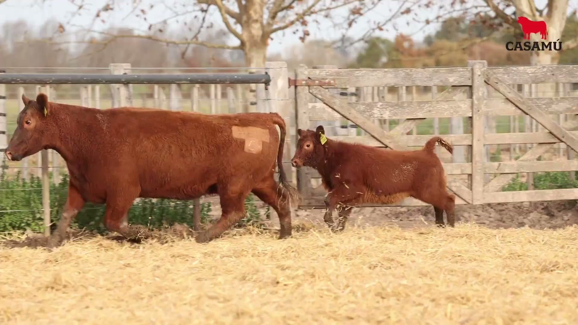 Vaca RP H213 · Lote 55