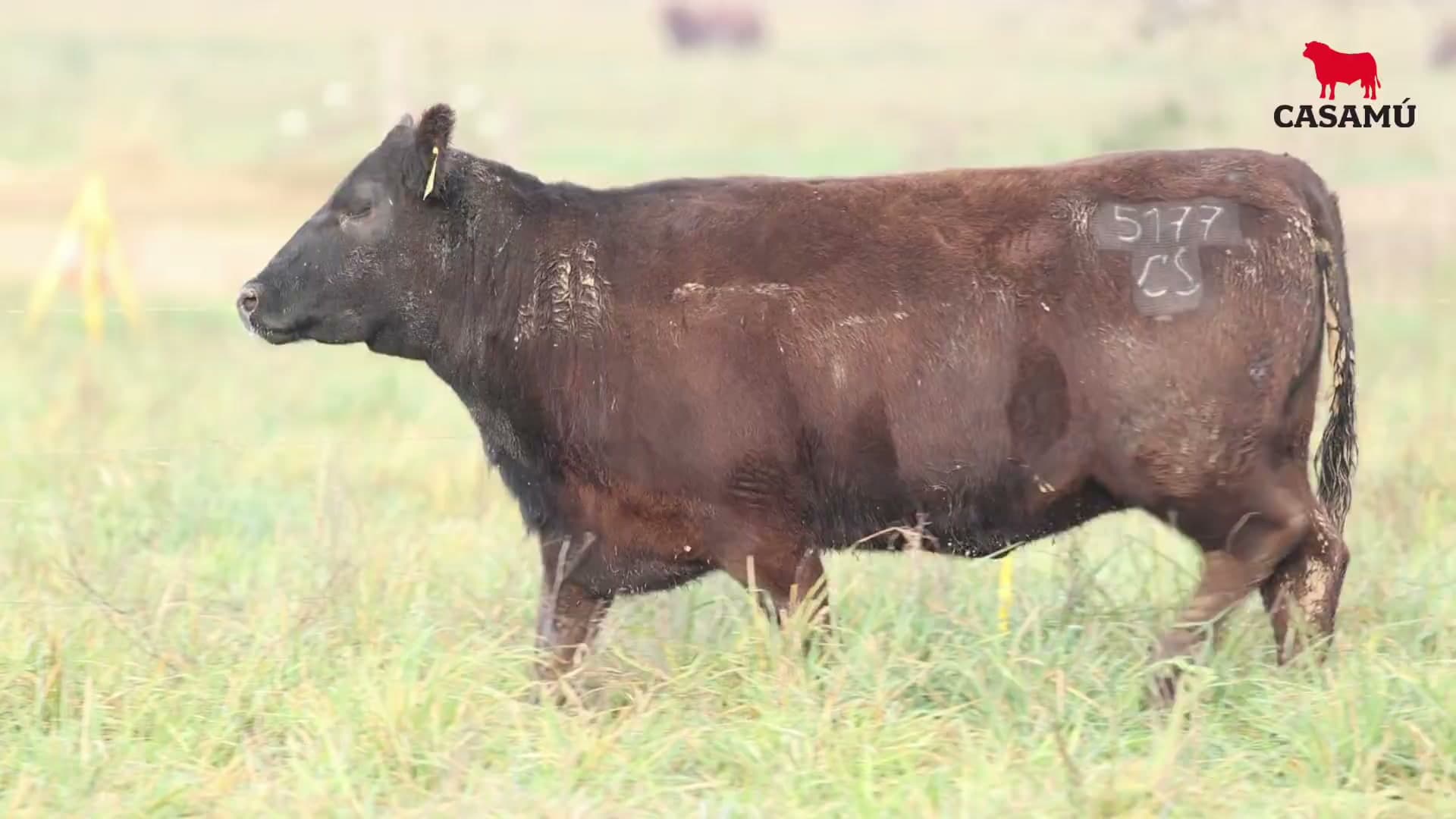 Vaquillona RP 5177 · Lote 75
