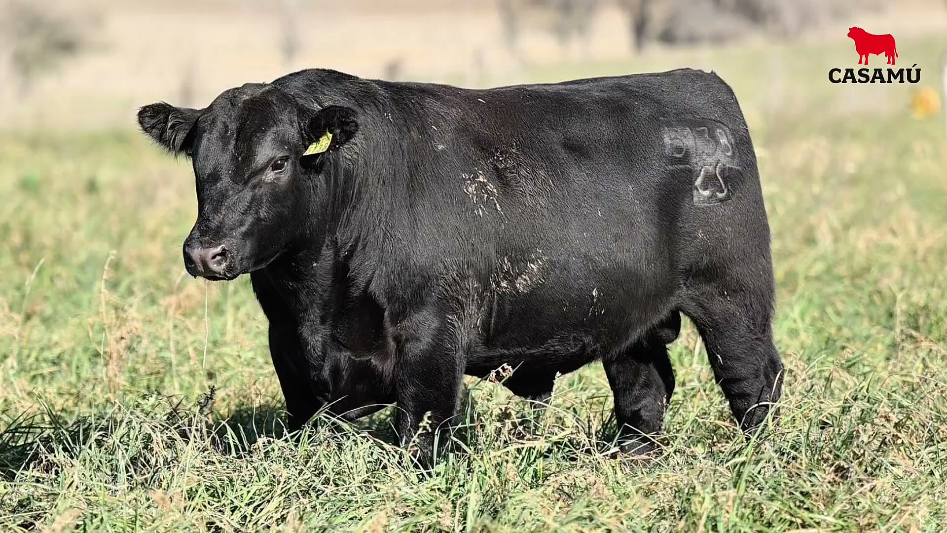 Toro RP 5138 · Lote 5