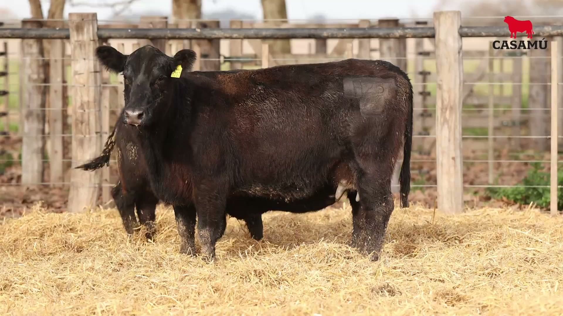 Vaca RP H257 · Lote 59