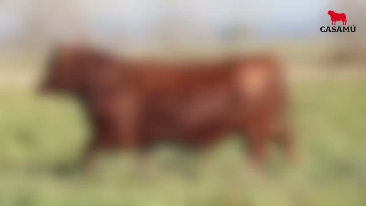 Toro RP 5128 · Lote 40