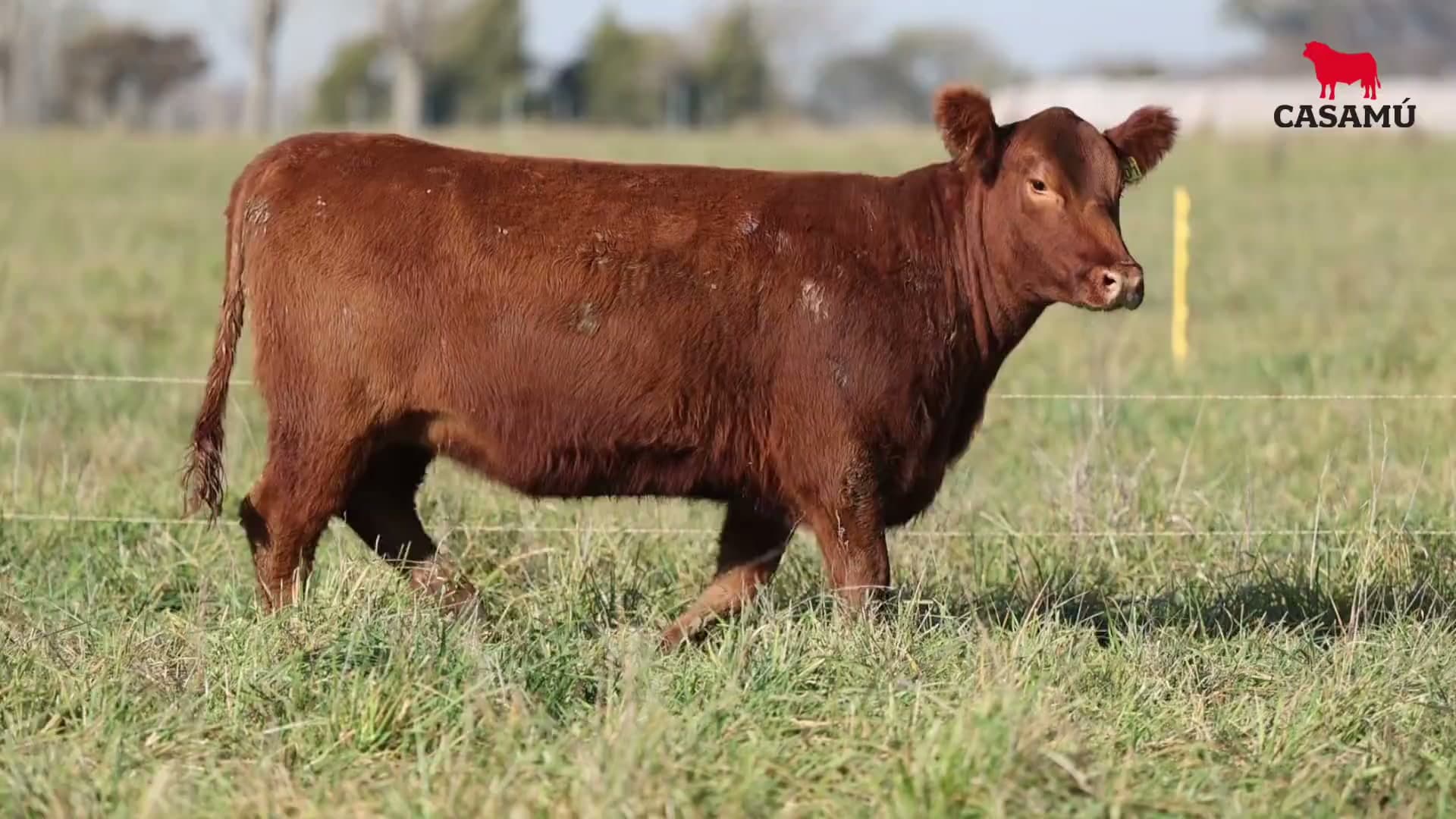 Vaquillona RP 5301 · Lote 72