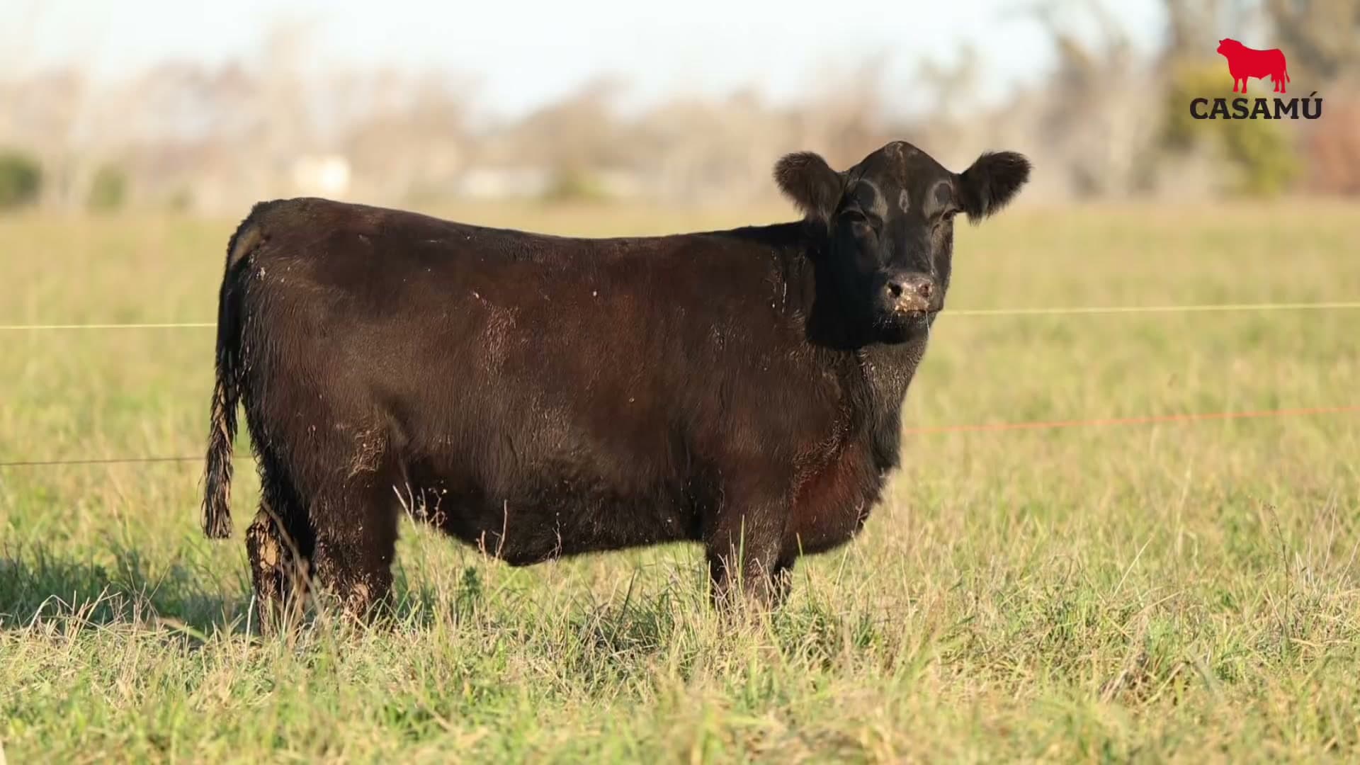 Vaquillona RP 5449 · Lote 69