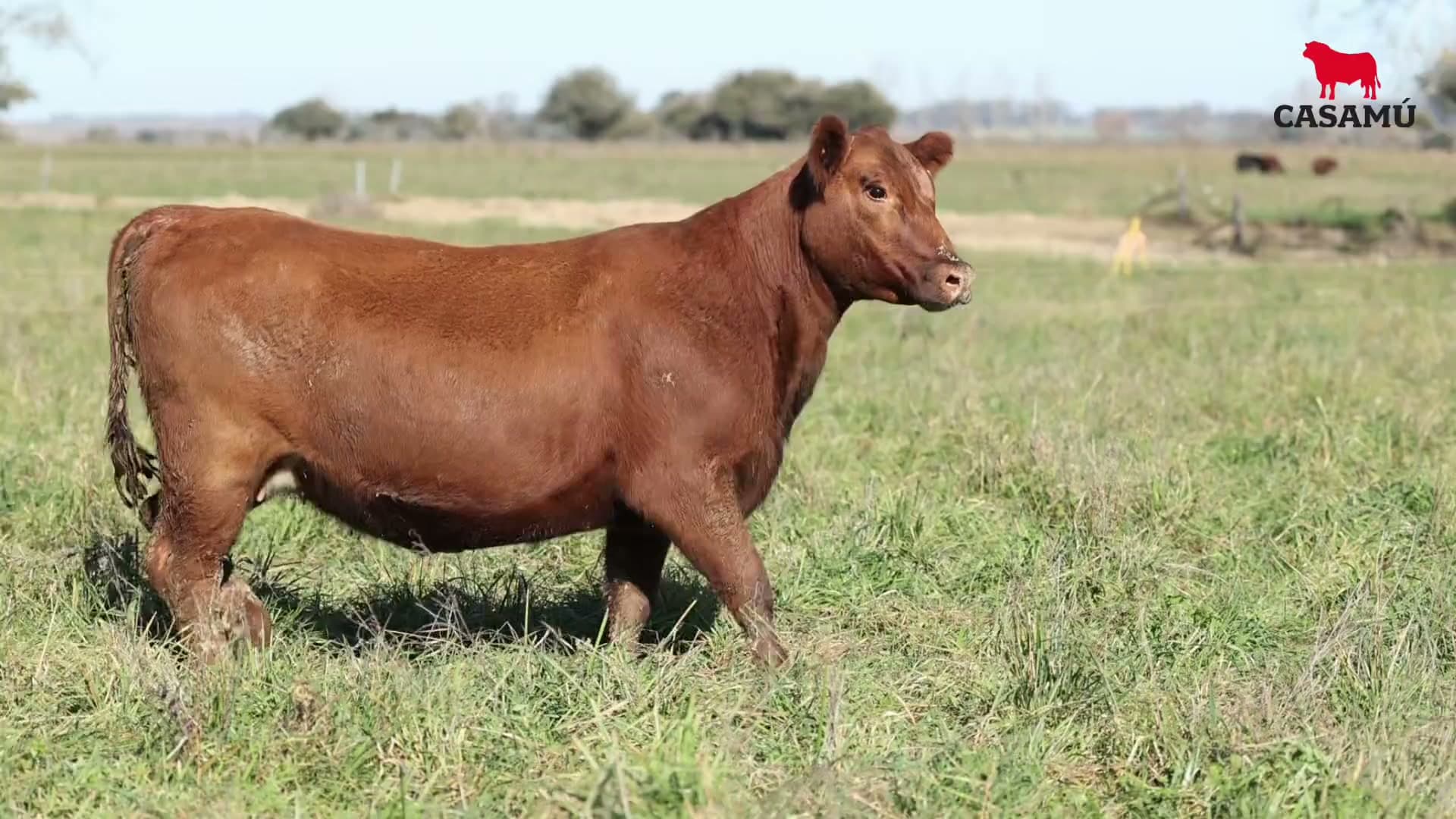 Vaquillona RP 5267 · Lote 66
