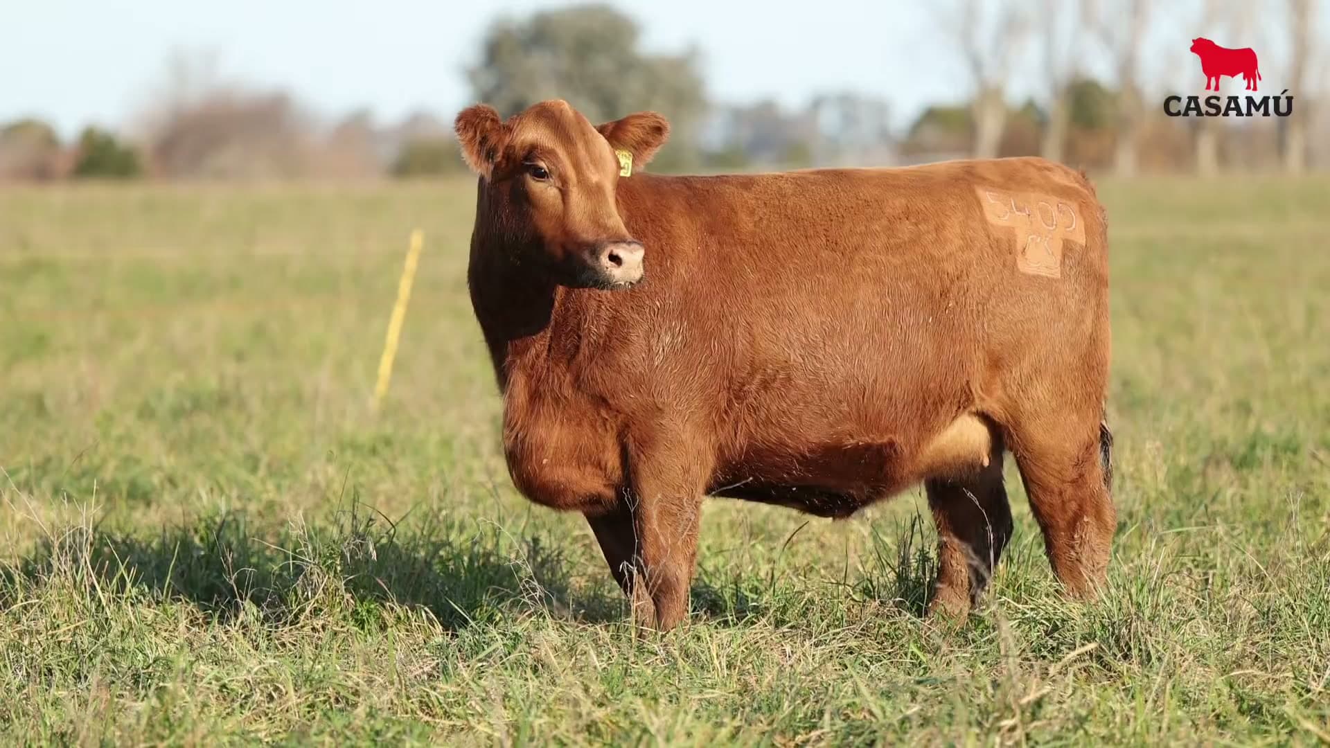 Vaquillona RP 5409 · Lote 72