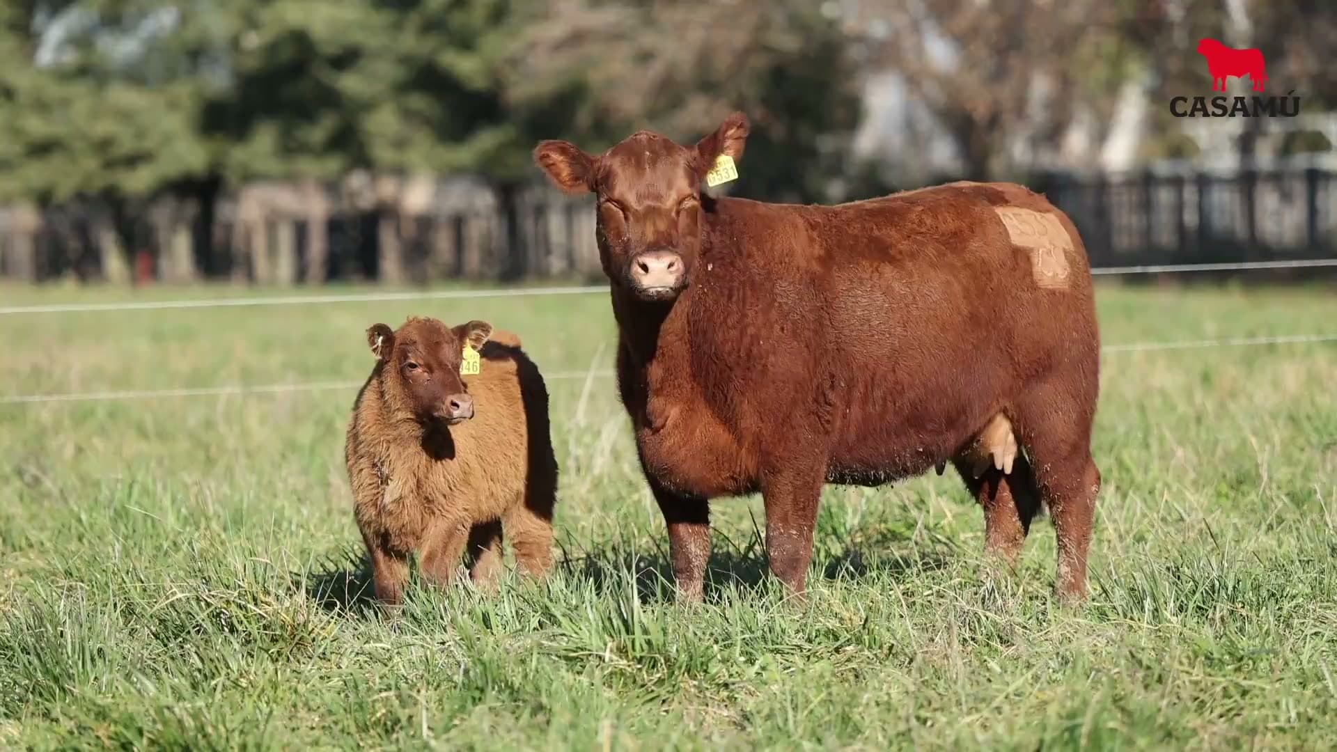 Vaca RP G531 · Lote 47