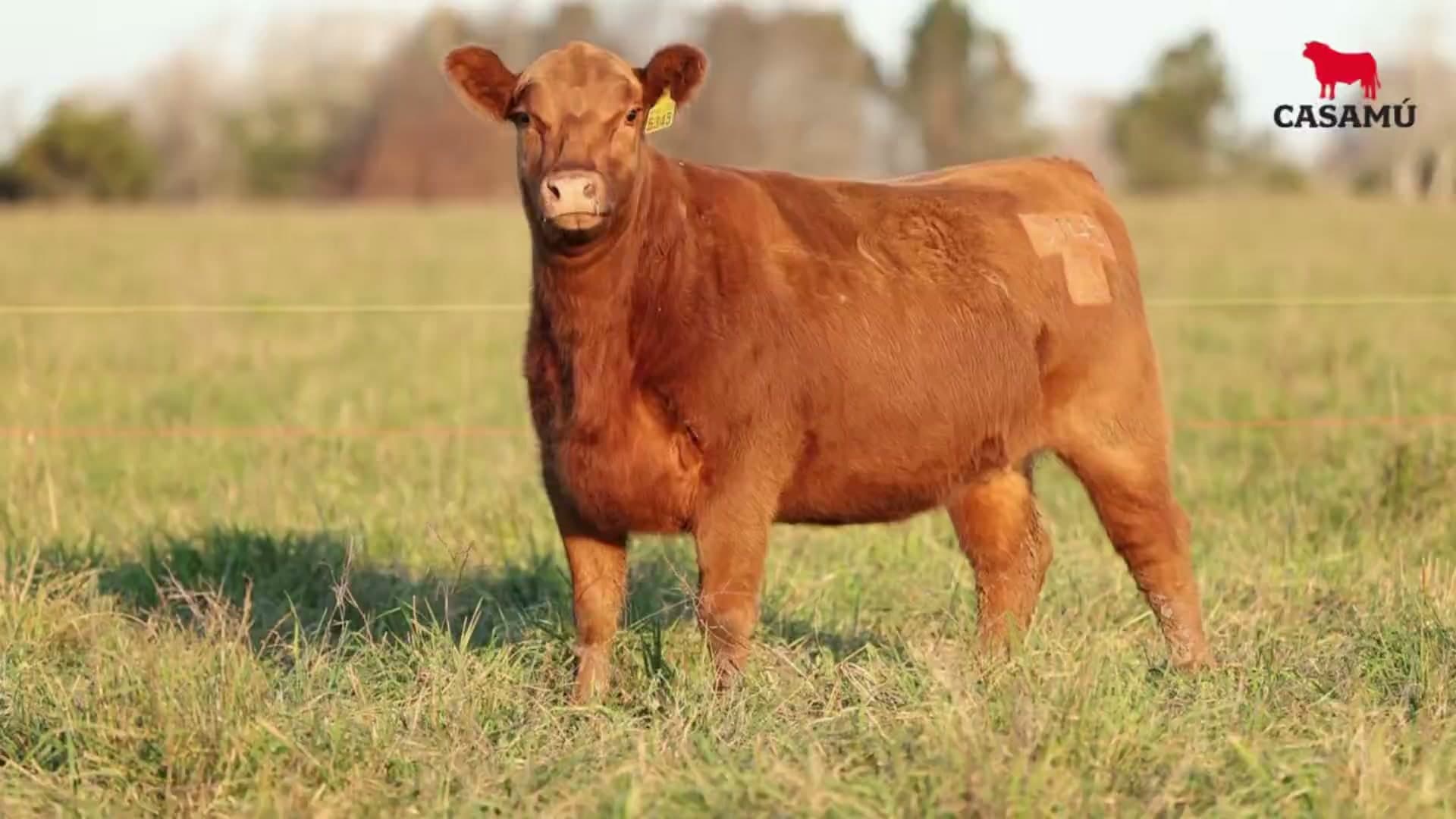 Vaquillona RP 5345 · Lote 73
