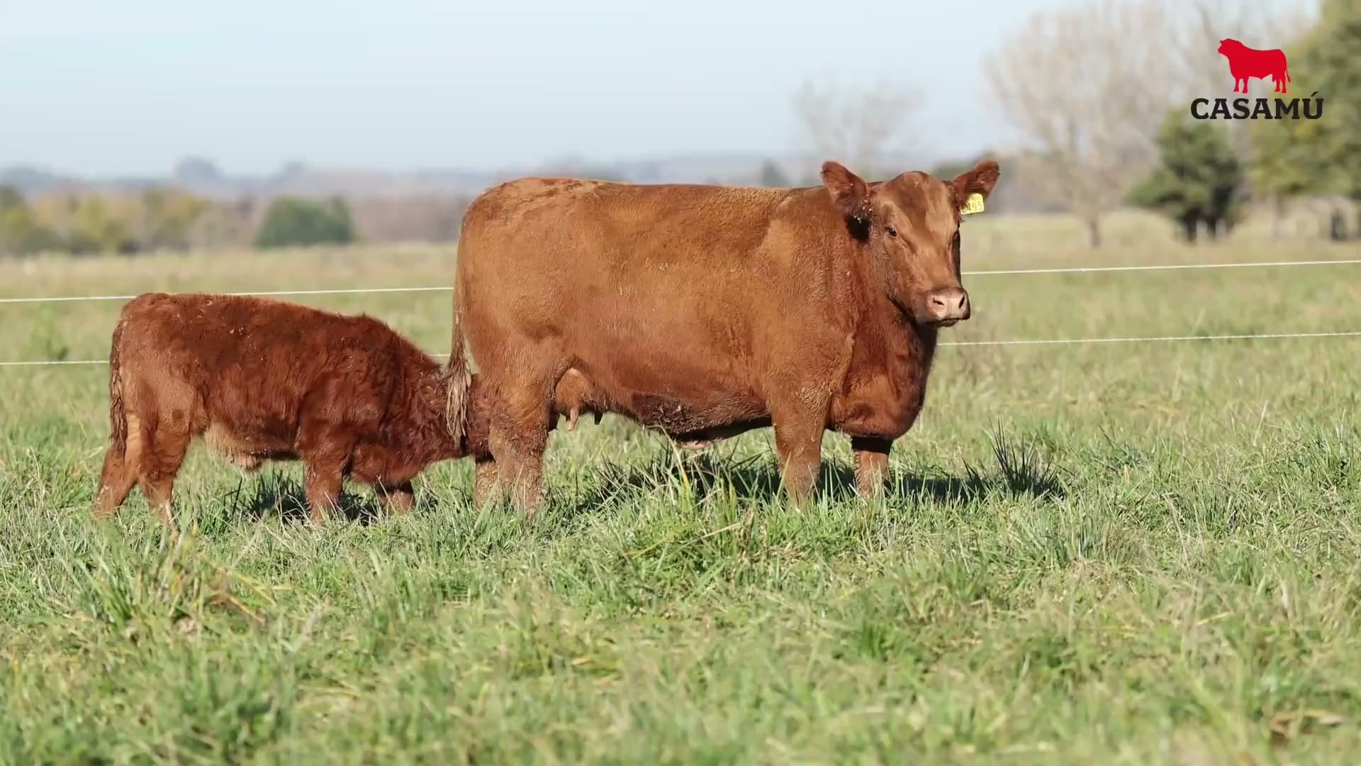 Vaca RP E495 · Lote 50