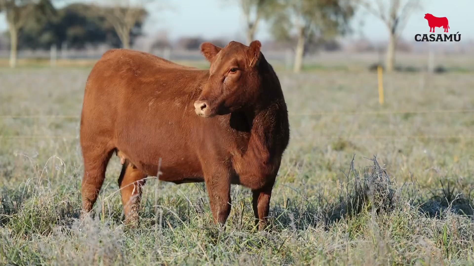 Vaquillona RP 5249 · Lote 65