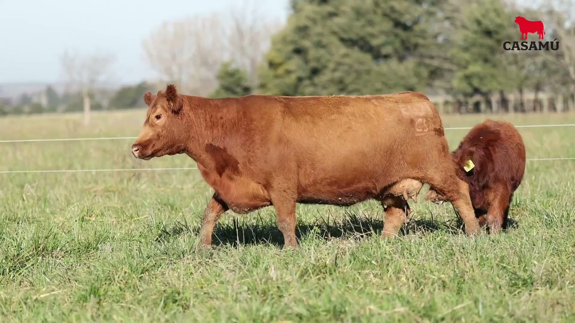 Vaca RP E621 · Lote 46