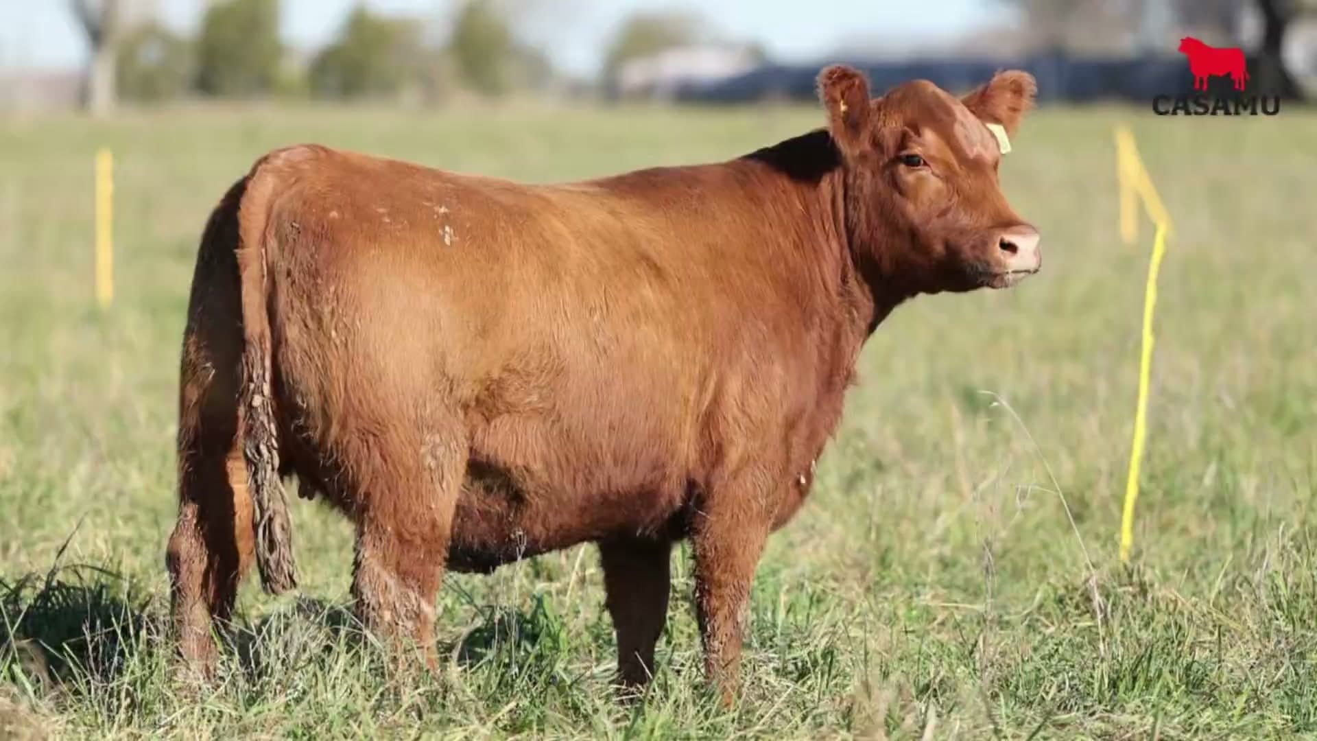 Vaquillona RP 5275 · Lote 62