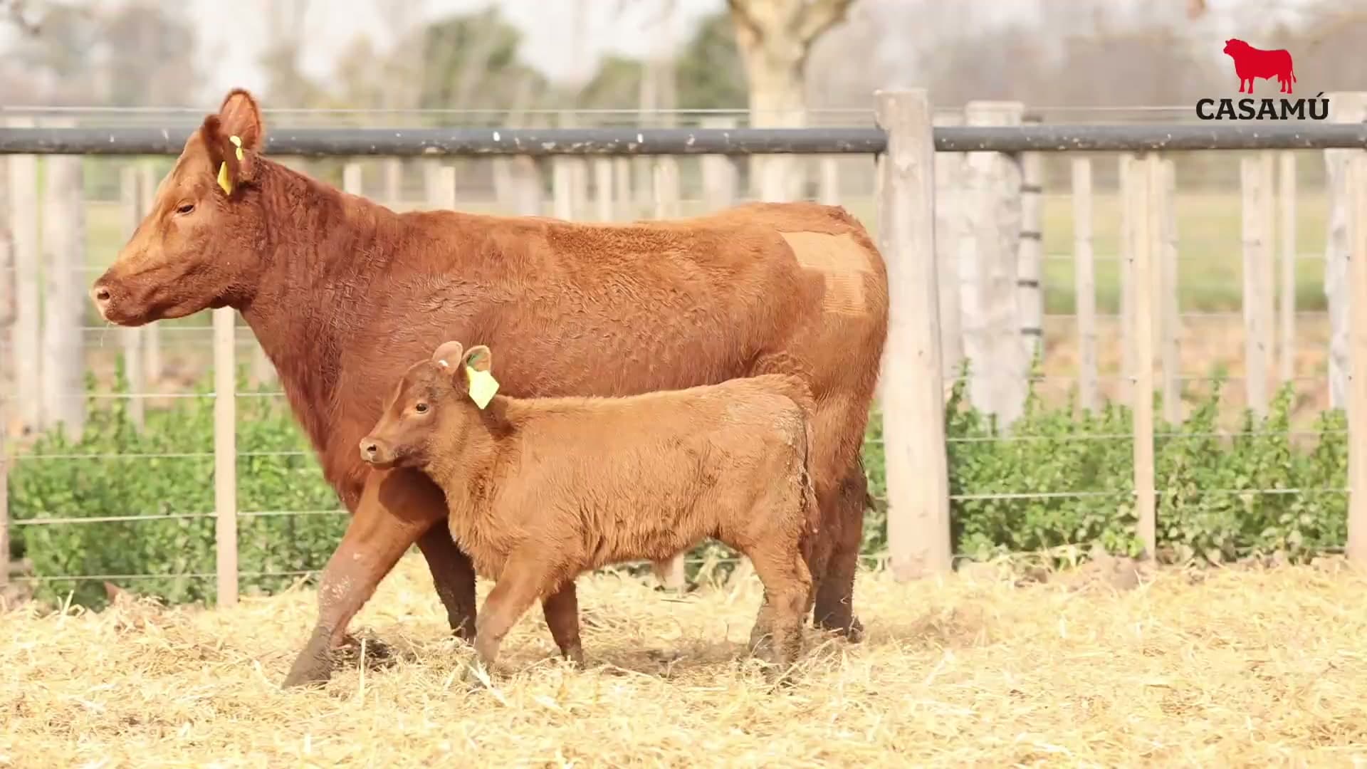 Vaca RP H185 · Lote 51