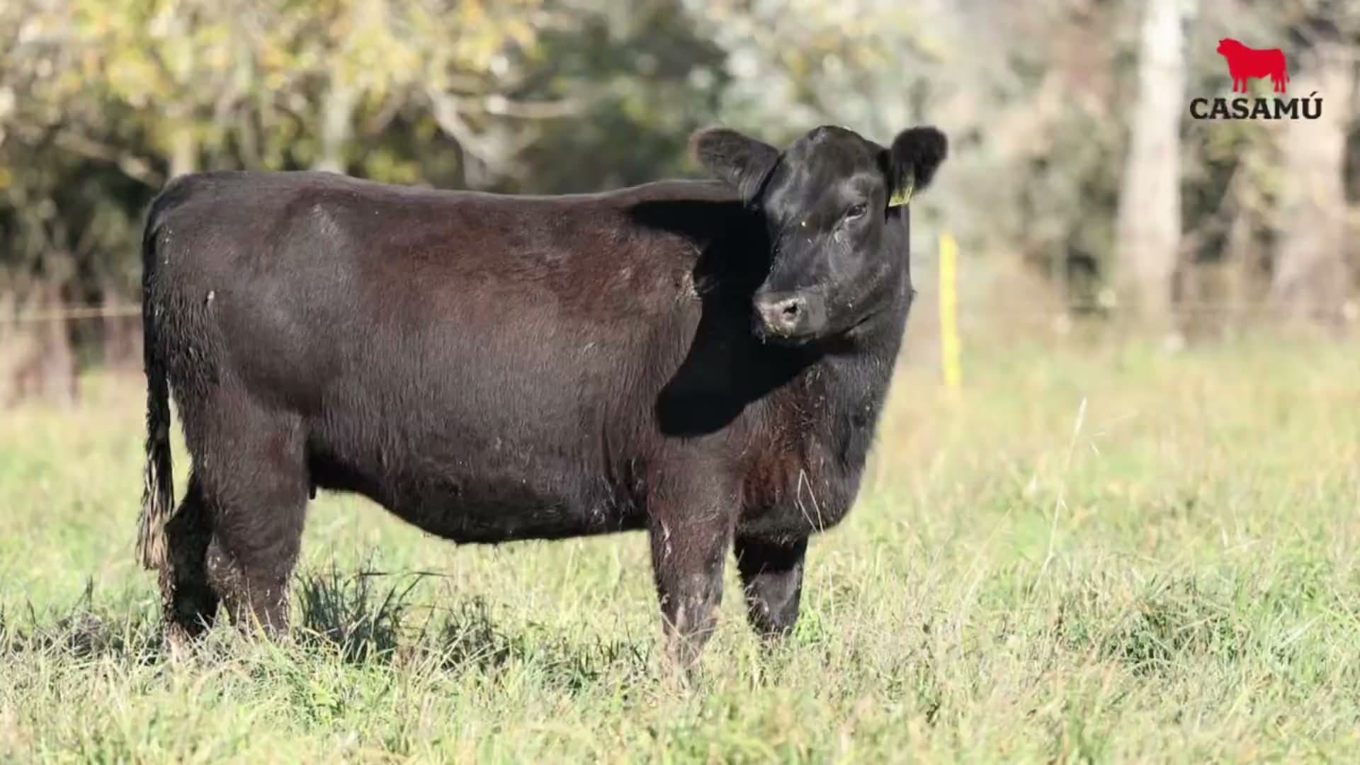 Vaquillona RP 5291 · Lote 70