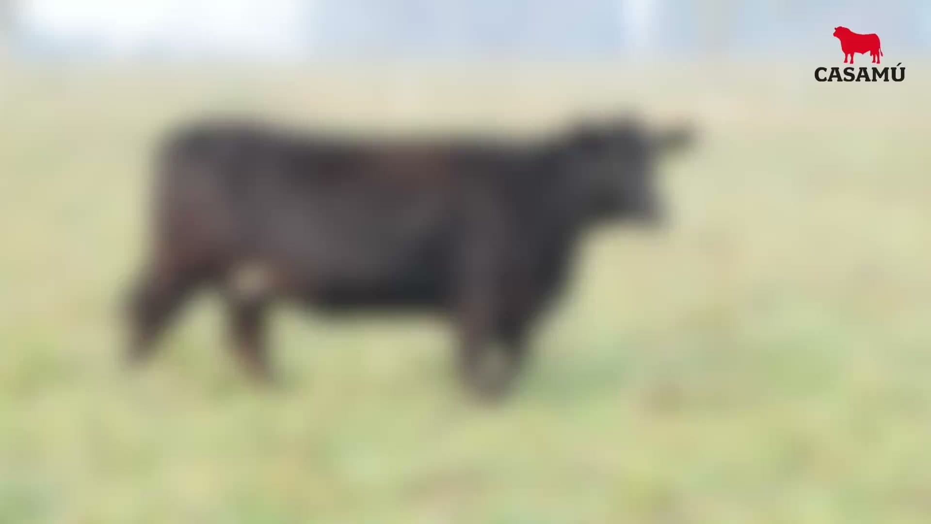 Vaquillona RP 5413 · Lote 70