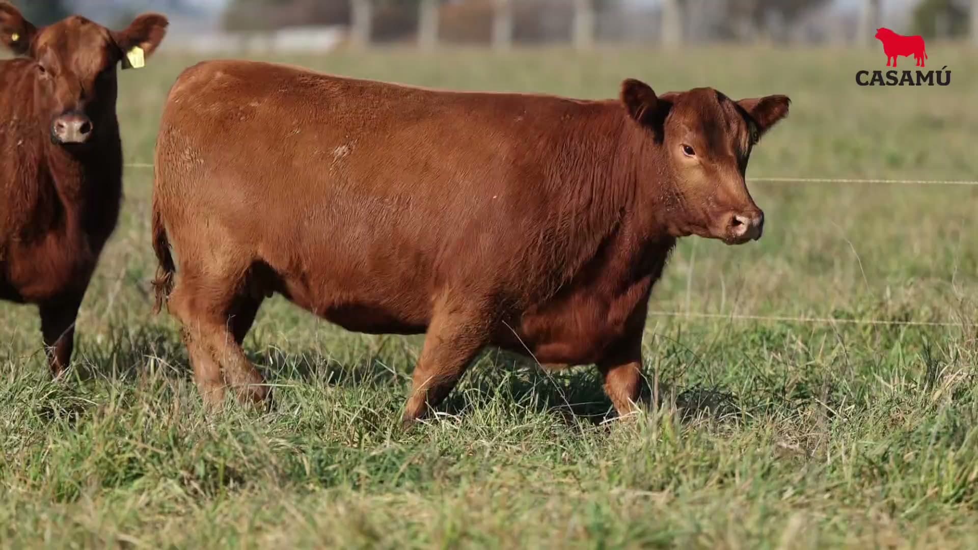 Vaquillona RP 5349 · Lote 63