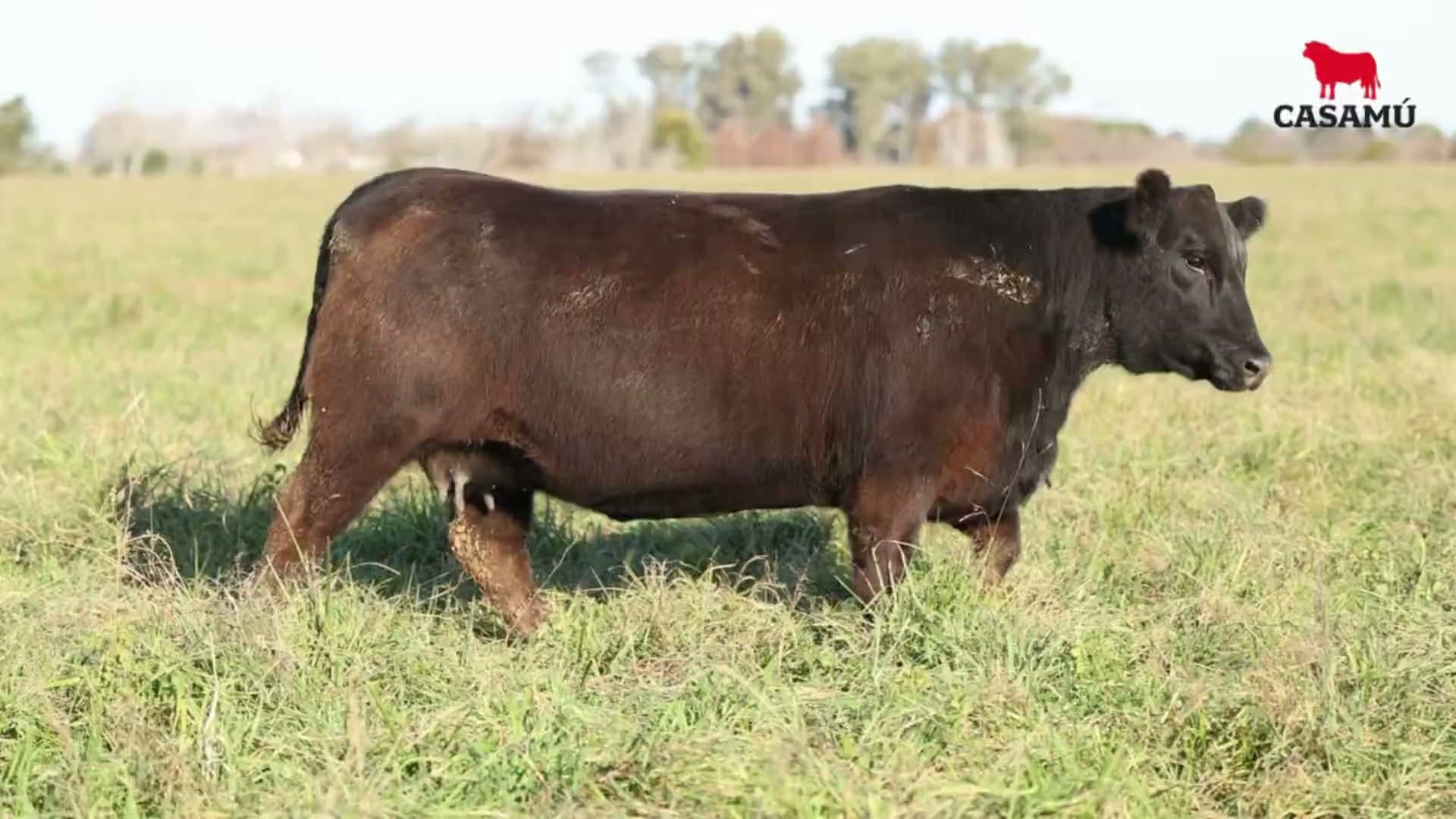 Vaquillona RP 5093 · Lote 70