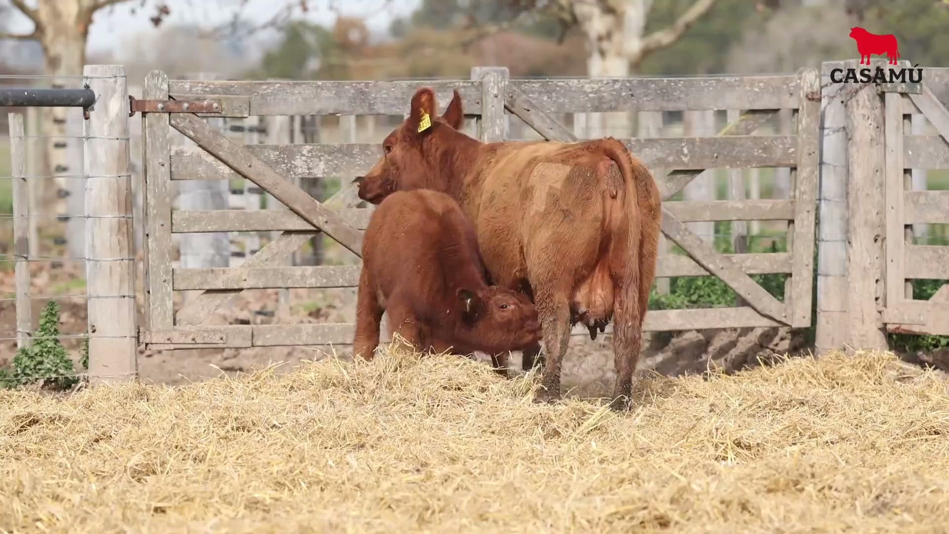 Vaca RP G439 · Lote 51