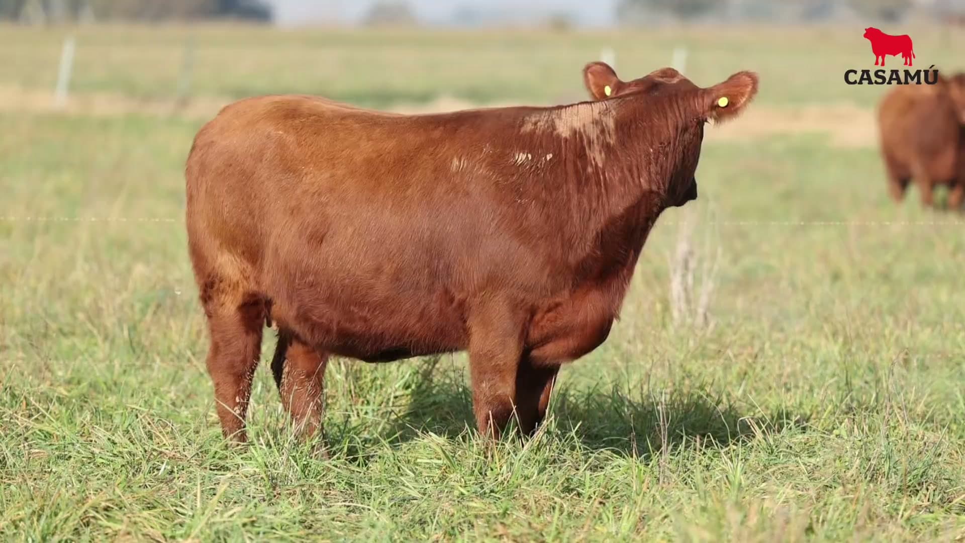 Vaquillona RP 5365 · Lote 66
