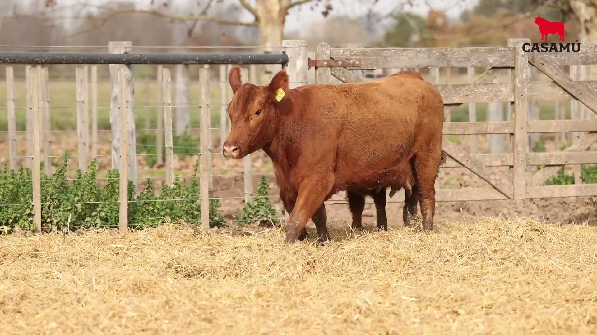 Vaca RP G631 · Lote 48
