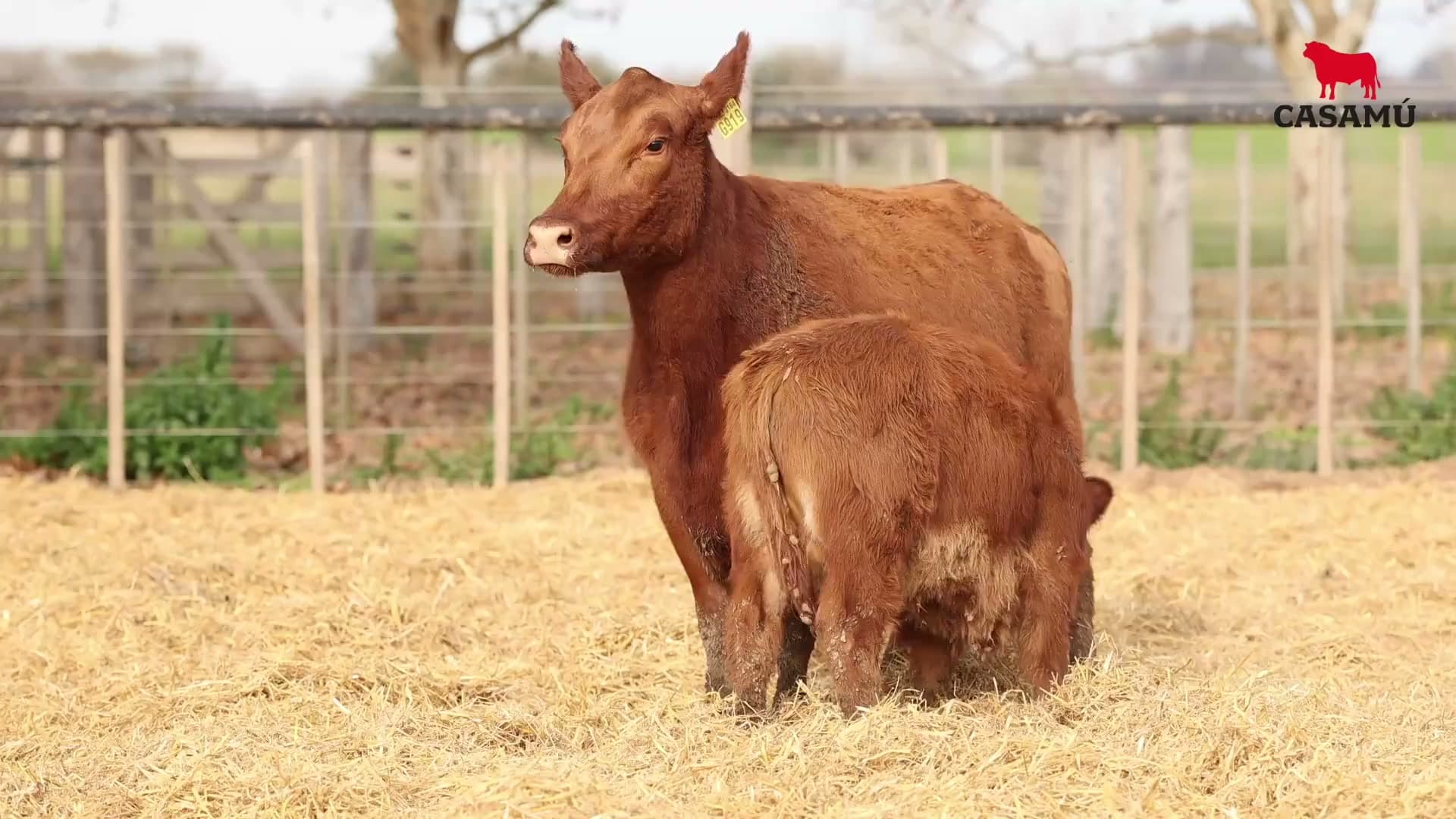 Vaca RP G919 · Lote 54